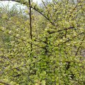 Cotoneaster fastigiatus P15